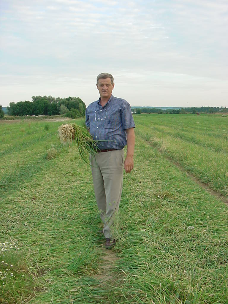 066 FLINTSTONE (ONION SET)